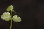 American golden saxifrage